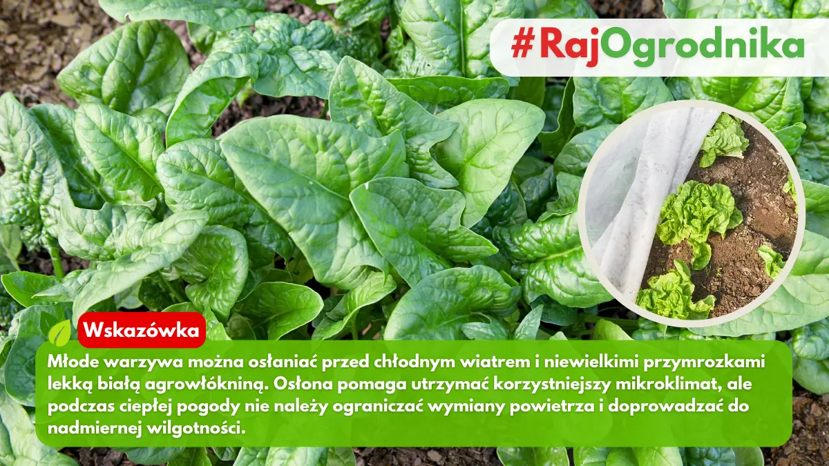 Czym osłaniać warzywa we wrześniu blog sklep rajogrodnika
